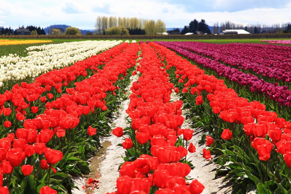 TULIPS-MOUNT VERNON, WASHINGTON | Shutterbug